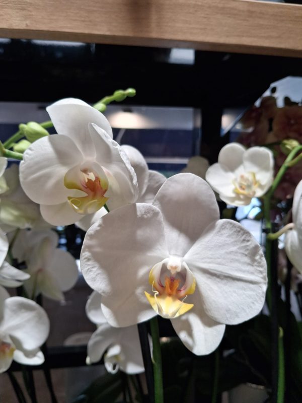 orchidée blanche 2 tiges plante fleurie intérieur ou extérieur livraison sur Nantes et son agglomération ou retrait en boutique