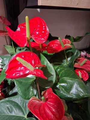 L'Anthurium