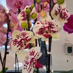 orchidée bicolore 2 tiges plante fleurie intérieur ou extérieur livraison sur Nantes et son agglomération ou retrait en boutique