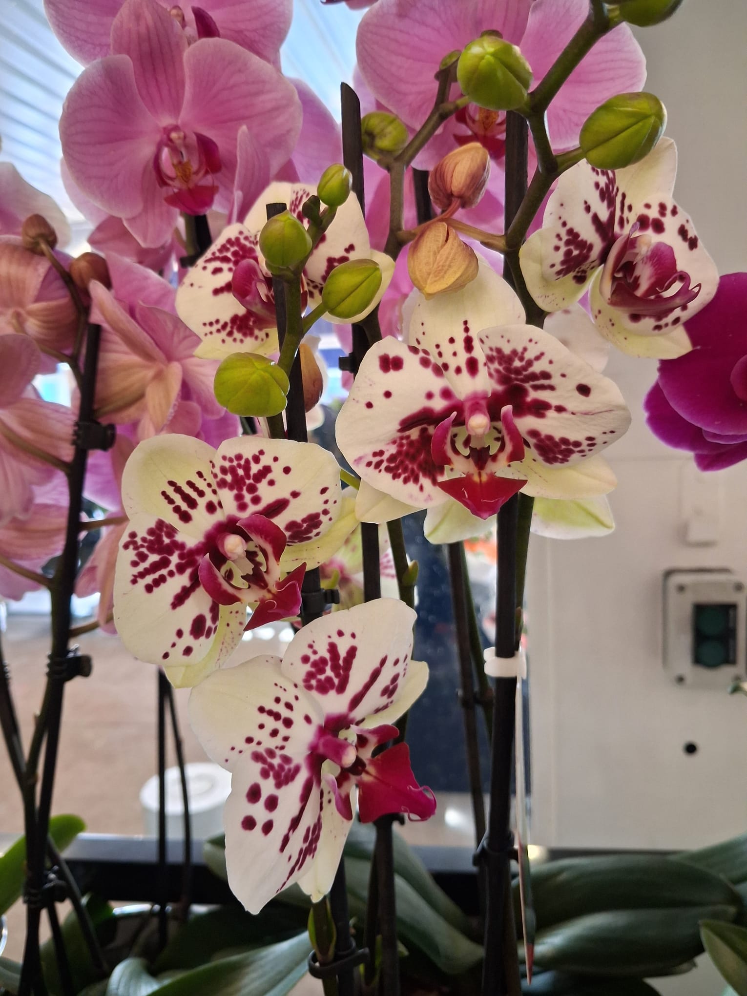 orchidée bicolore 2 tiges plante fleurie intérieur ou extérieur livraison sur Nantes et son agglomération ou retrait en boutique