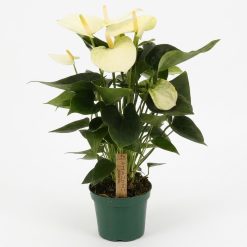 anthurium blanc plante intérieur ou extérieur livraison sur Nantes et son agglomération ou retrait en boutique