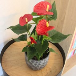 anthurium rouge plante intérieur ou extérieur fleurir son intérieur ou plaisir d'offrir livraison sur Nantes et son agglomération ou retrait en boutique
