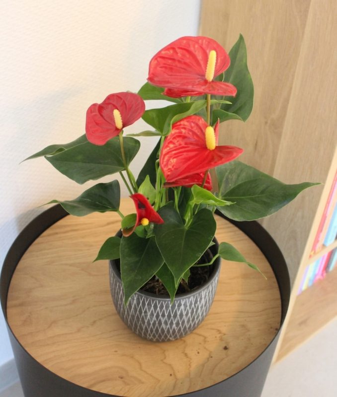 anthurium rouge plante intérieur ou extérieur fleurir son intérieur ou plaisir d'offrir livraison sur Nantes et son agglomération ou retrait en boutique